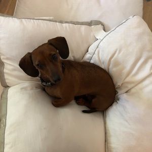 Meet your Posher, Pat